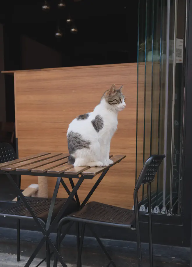 Cat on table.